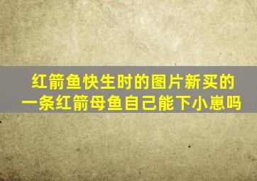 红箭鱼快生时的图片新买的一条红箭母鱼自己能下小崽吗